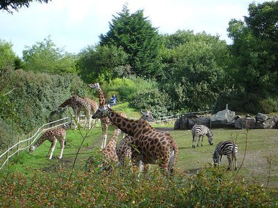 벨파스트 동물원 (Belfast Zoo)